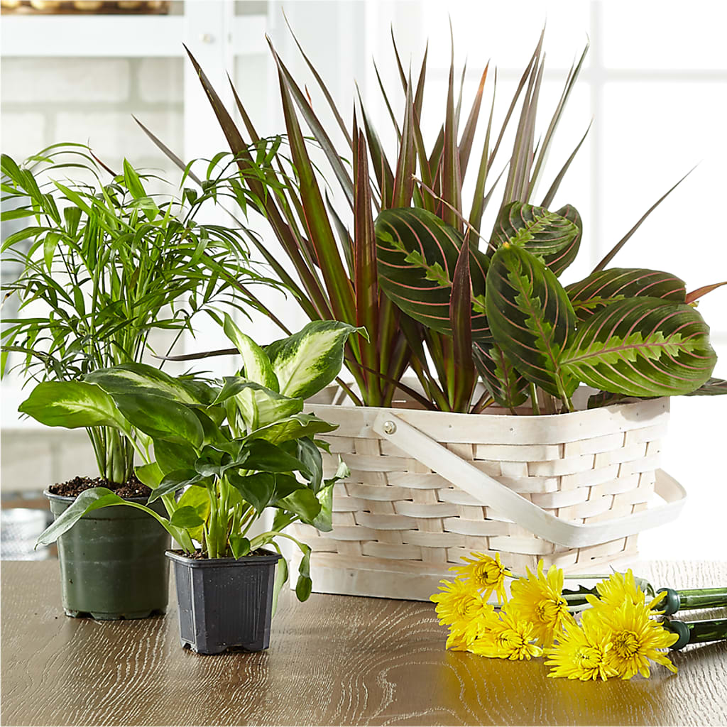 Florist Designed Blooming and Green Plants in a Basket – DEE'S FLORAL & DESIGNS, Fairmont MN