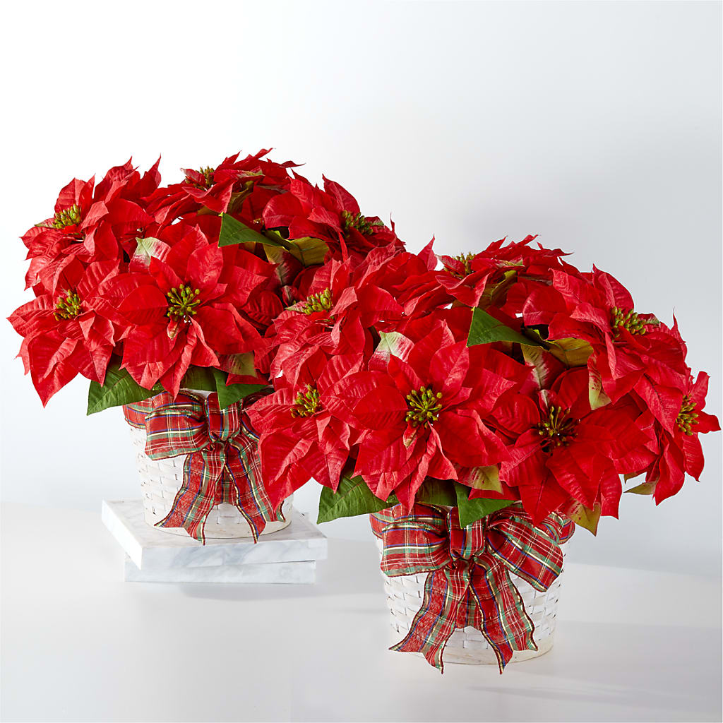 Happiest Holidays Poinsettia Bundle – DEE'S FLORAL & DESIGNS, Fairmont MN