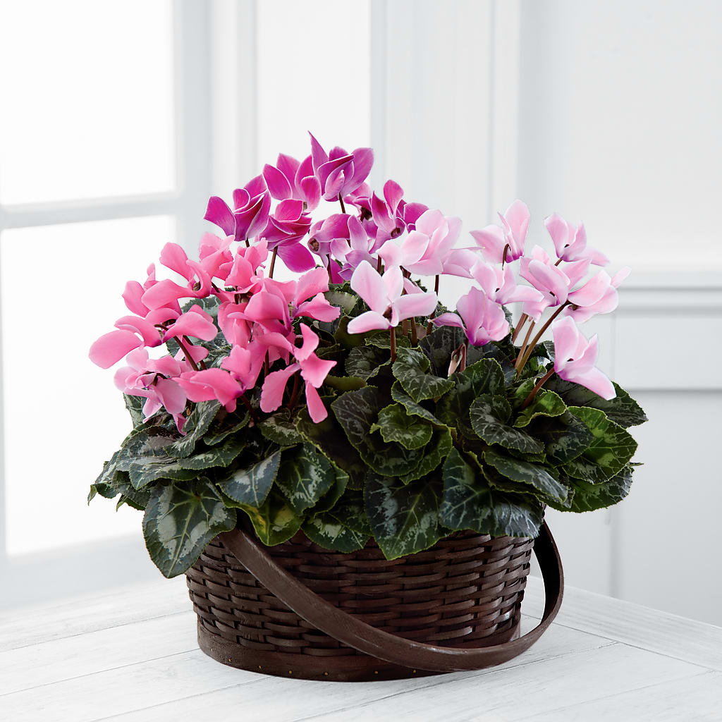 Mixed Cyclamen Planter – DEE'S FLORAL & DESIGNS, Fairmont MN