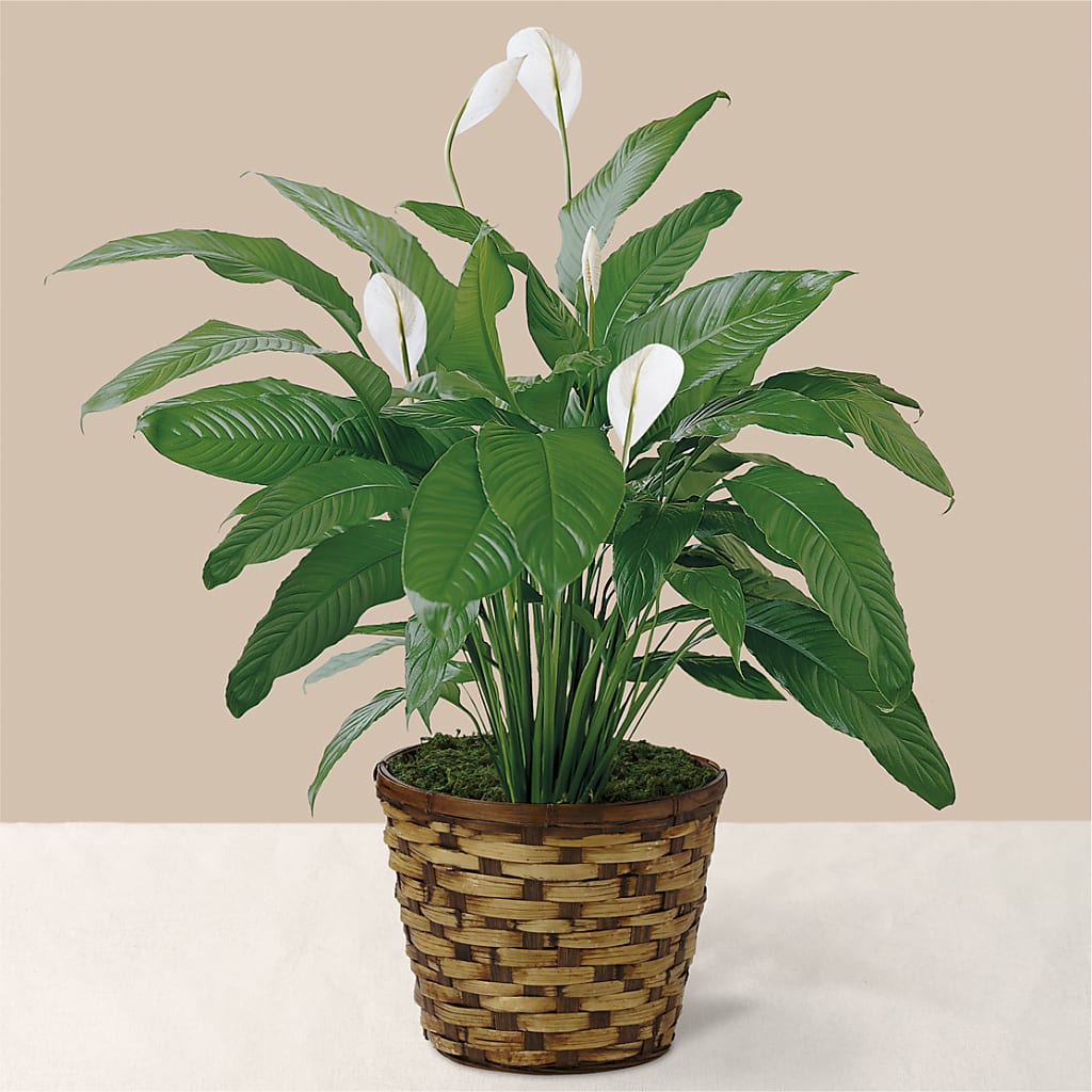 Tranquil Moments Peace Lily Plant – DEE'S FLORAL & DESIGNS, Fairmont MN