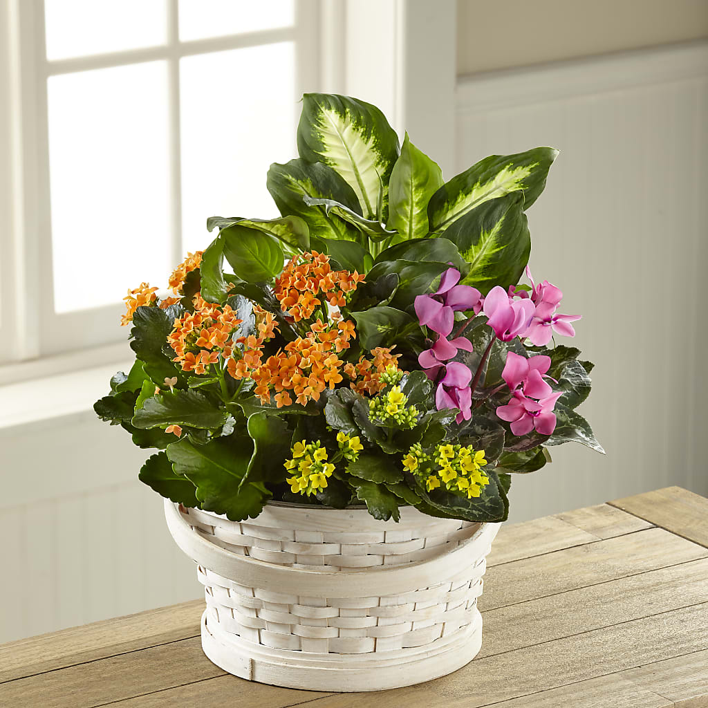 Color Crush Dishgarden – DEE'S FLORAL & DESIGNS, Fairmont MN