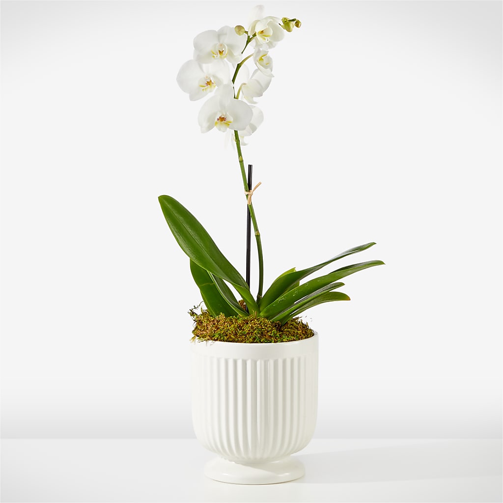 Whispering White Orchid – DEE'S FLORAL & DESIGNS, Fairmont MN