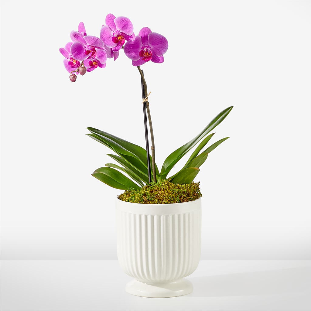 Friendly Fuchsia Orchid – DEE'S FLORAL & DESIGNS, Fairmont MN