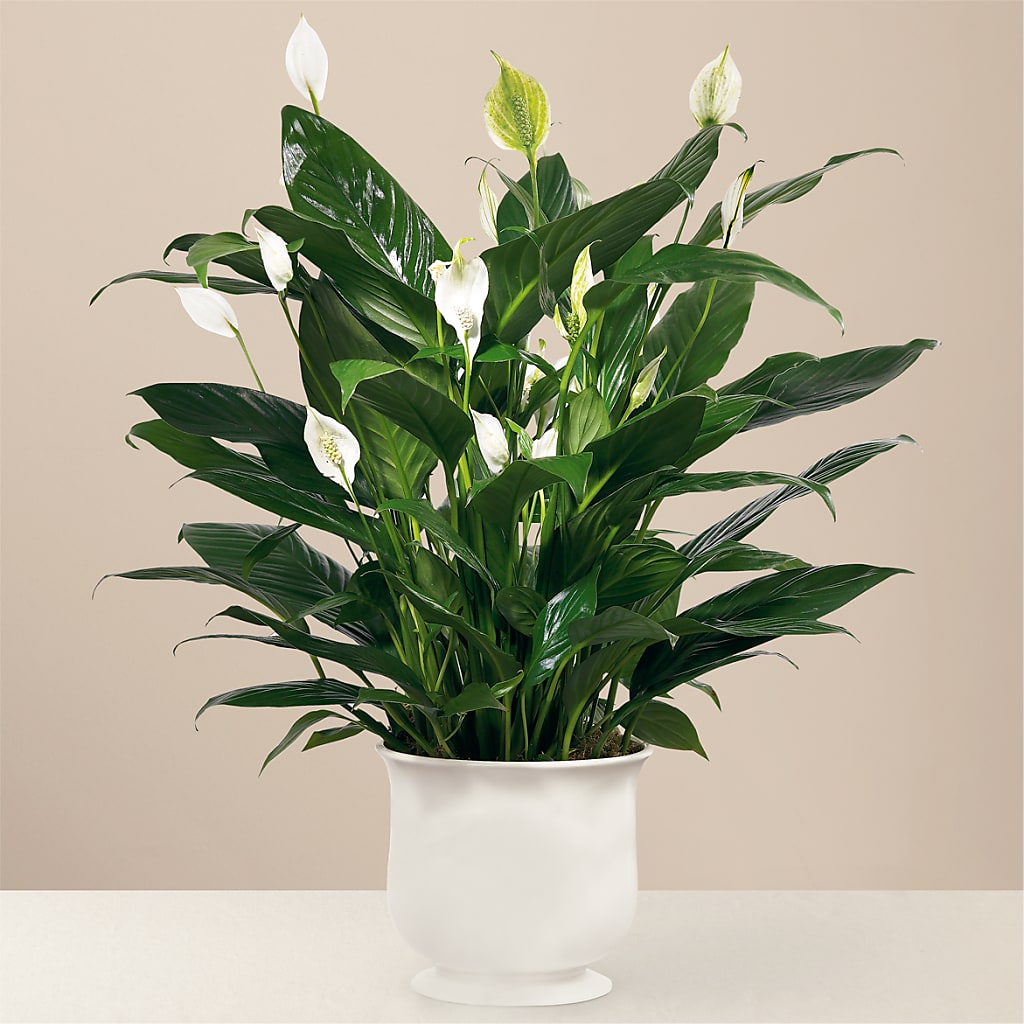 Comfort Planter – DEE'S FLORAL & DESIGNS, Fairmont MN