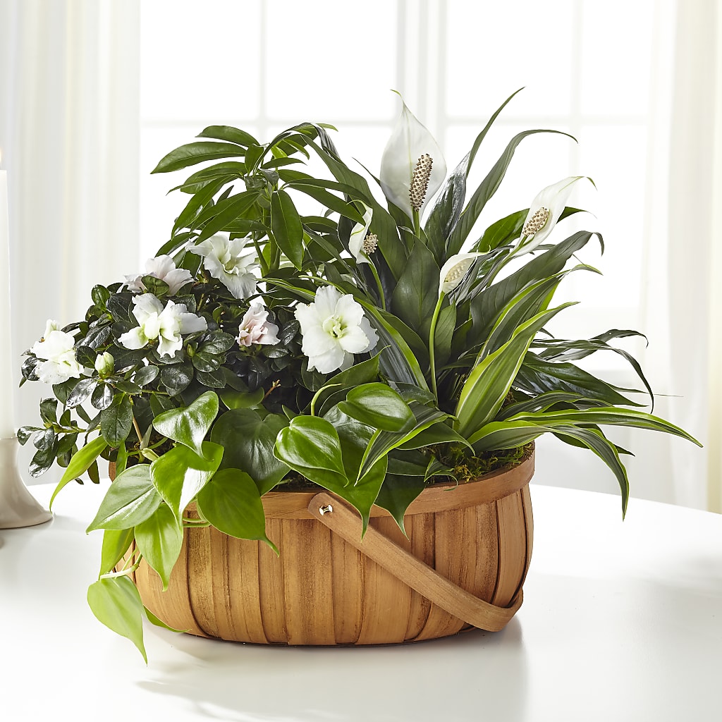 Serene Dishgarden – DEE'S FLORAL & DESIGNS, Fairmont MN
