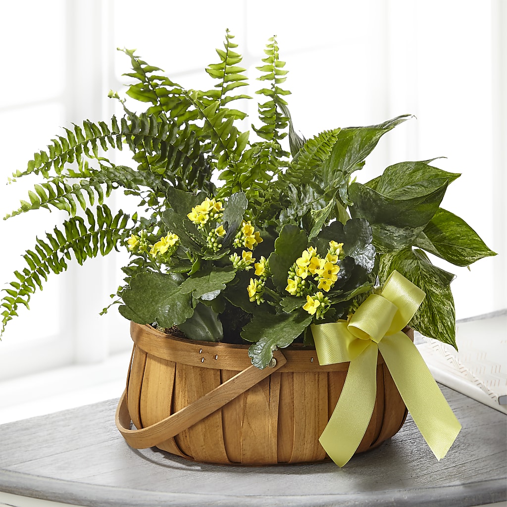 Always Dear Dishgarden – DEE'S FLORAL & DESIGNS, Fairmont MN