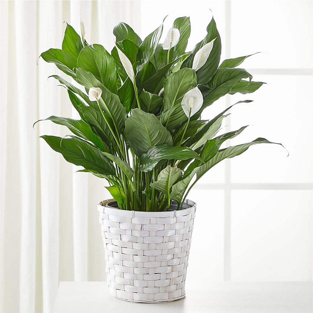 A New Leaf Peace Lily – DEE'S FLORAL & DESIGNS, Fairmont MN