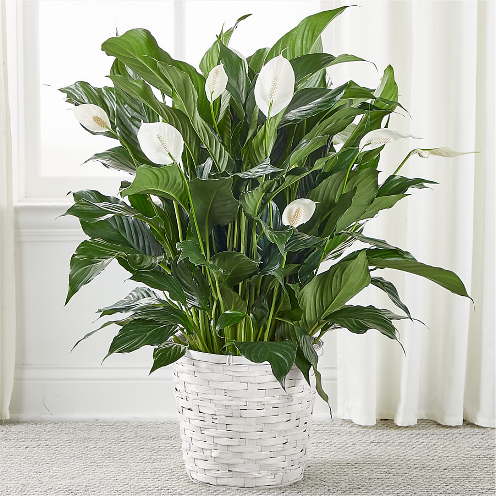 A New Leaf Peace Lily – DEE'S FLORAL & DESIGNS, Fairmont MN
