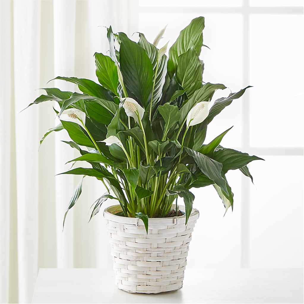 A New Leaf Peace Lily – DEE'S FLORAL & DESIGNS, Fairmont MN