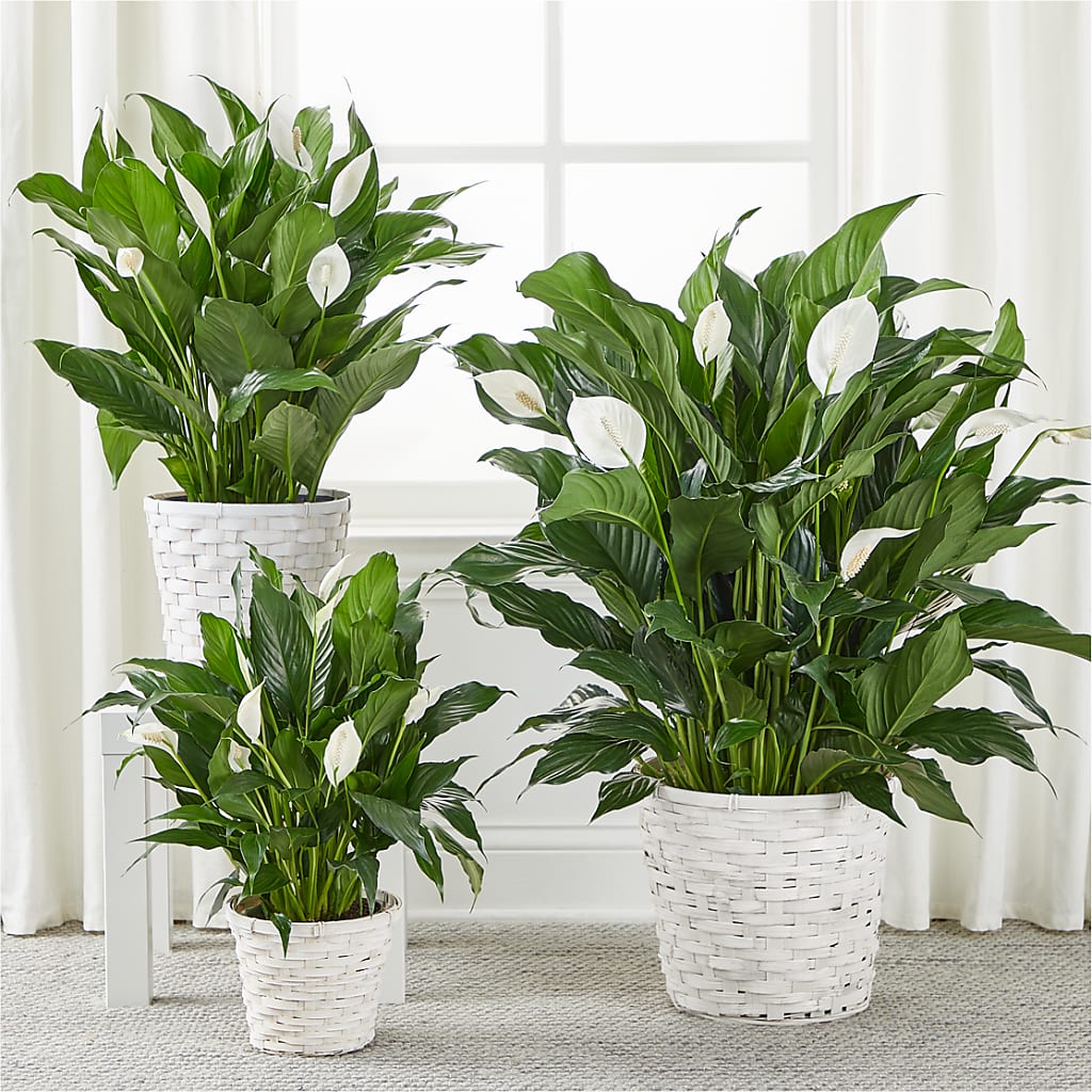A New Leaf Peace Lily – DEE'S FLORAL & DESIGNS, Fairmont MN