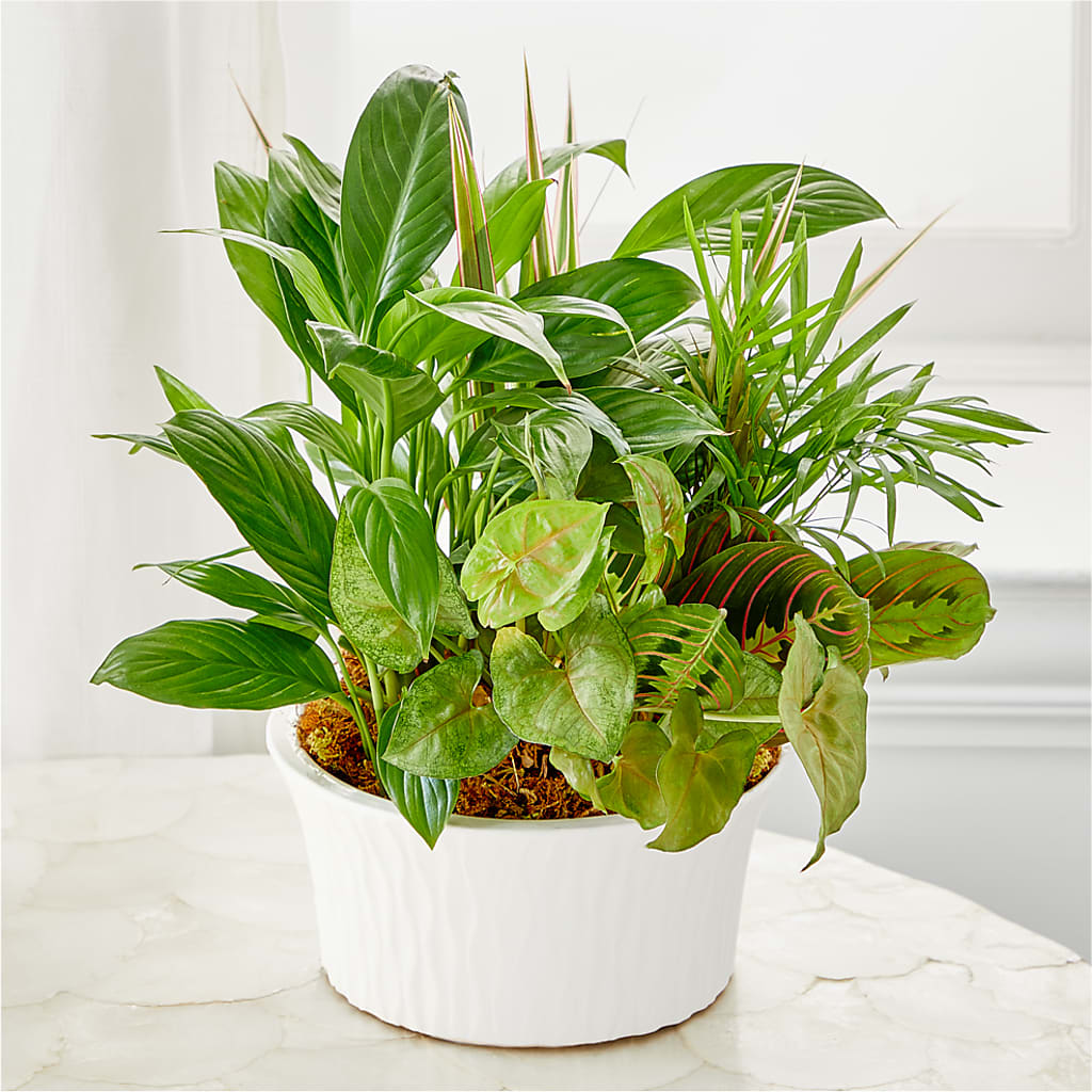 Balance & Harmony Dishgarden – DEE'S FLORAL & DESIGNS, Fairmont MN