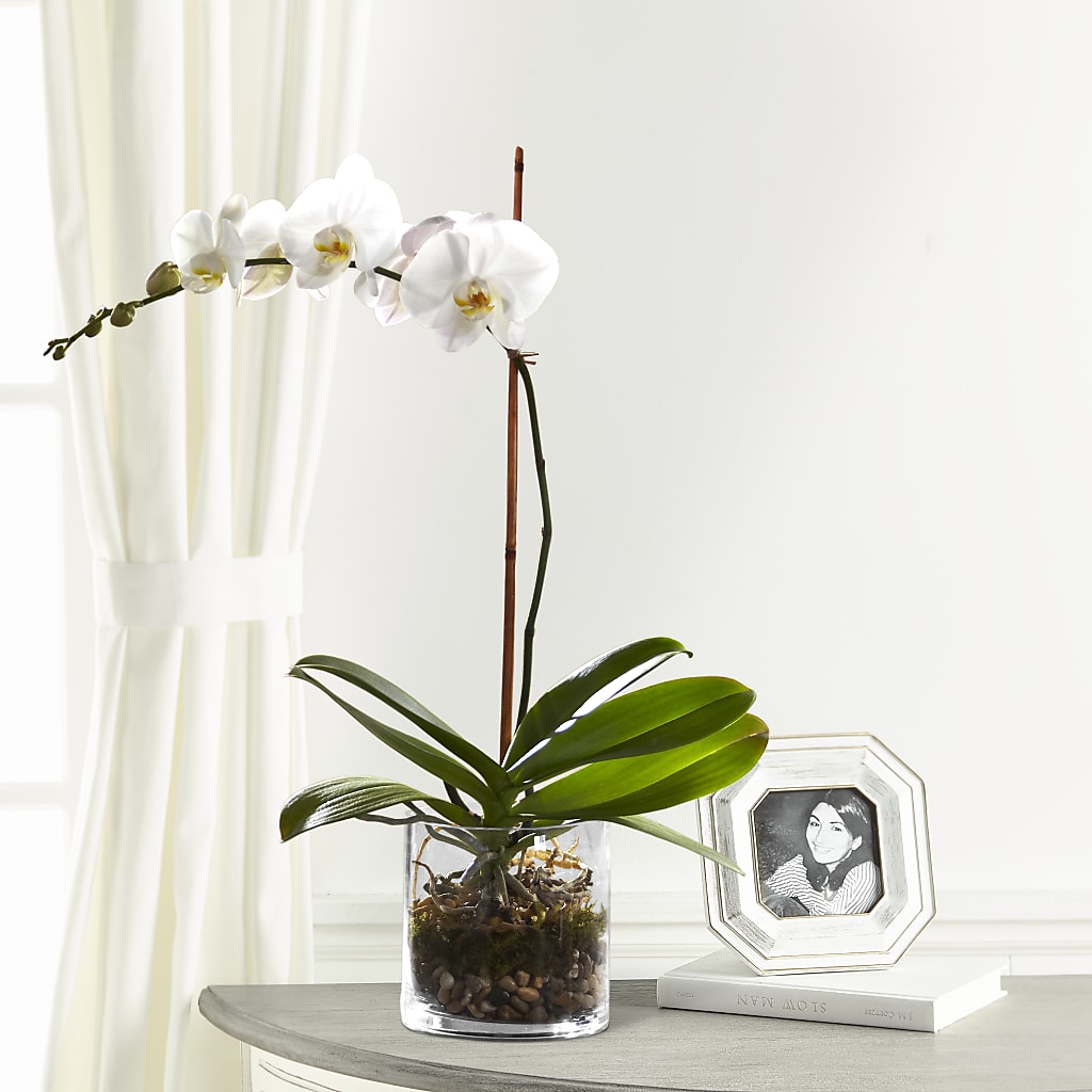White Orchid Planter – DEE'S FLORAL & DESIGNS, Fairmont MN