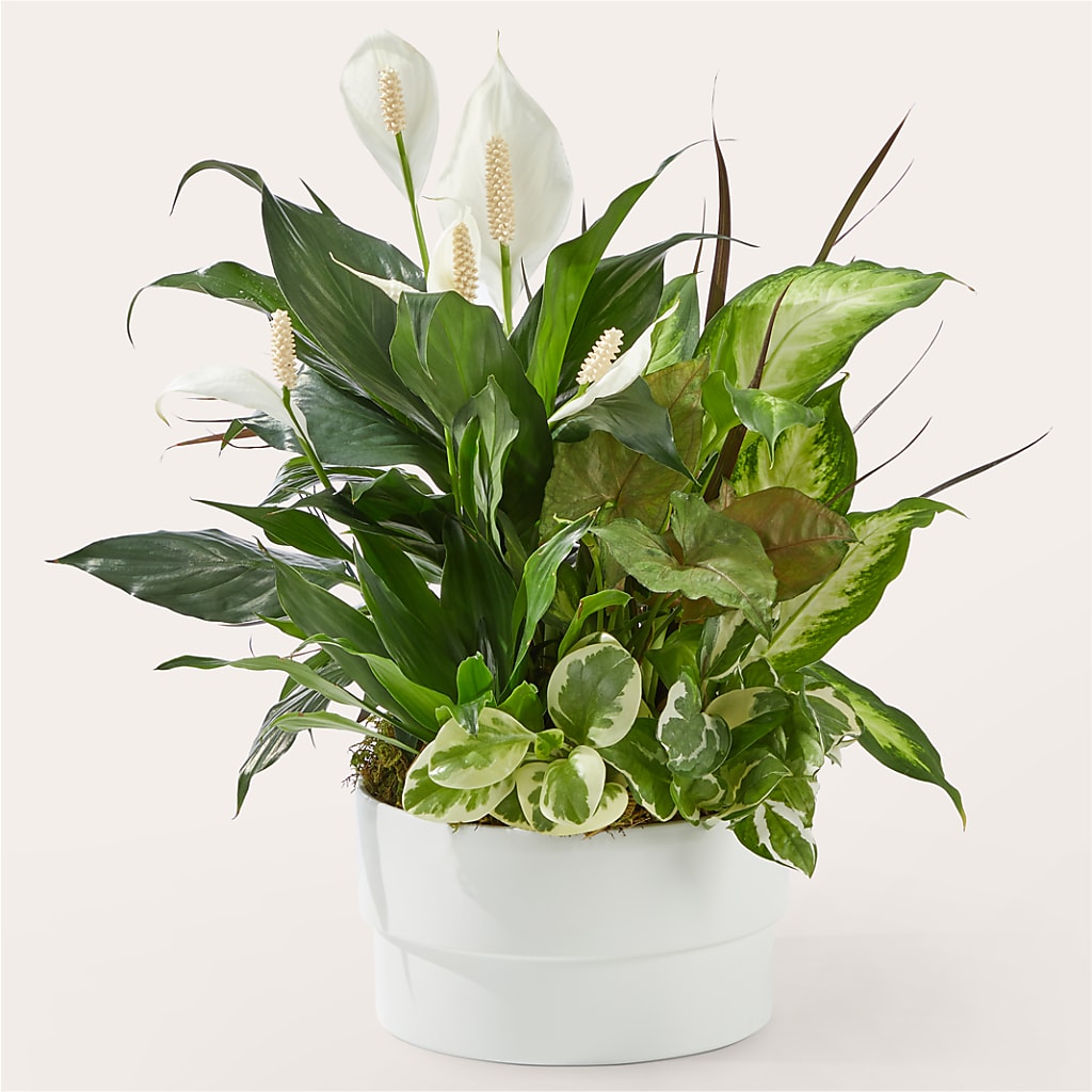 Radiating Positivity Dishgarden – DEE'S FLORAL & DESIGNS, Fairmont MN