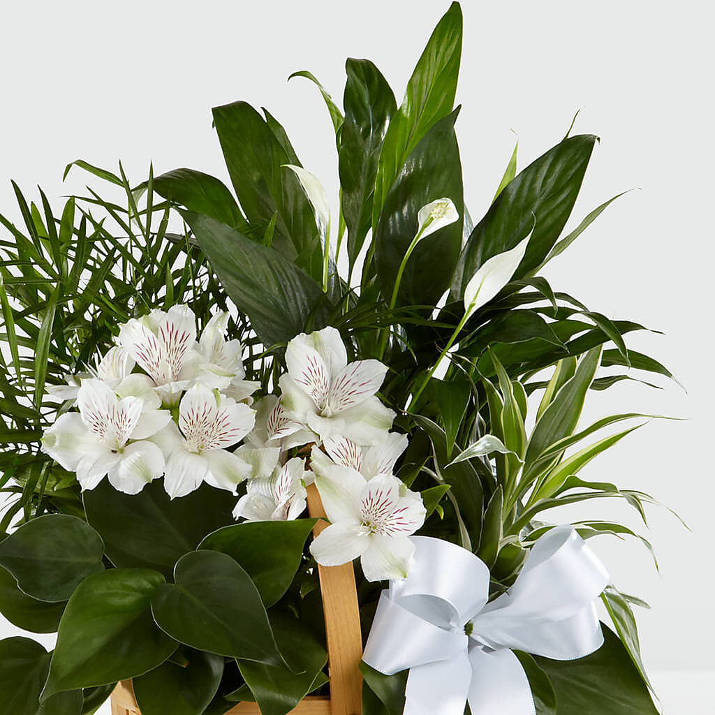 Peace & Serenity Dishgarden – DEE'S FLORAL & DESIGNS, Fairmont MN