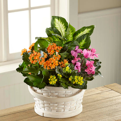 Color Crush Dishgarden – DEE'S FLORAL & DESIGNS, Fairmont MN