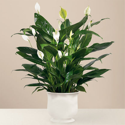 Comfort Planter – DEE'S FLORAL & DESIGNS, Fairmont MN