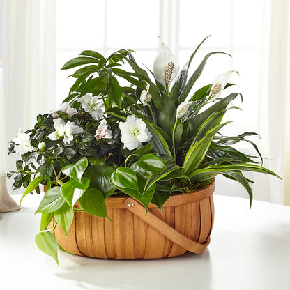 Serene Dishgarden – DEE'S FLORAL & DESIGNS, Fairmont MN