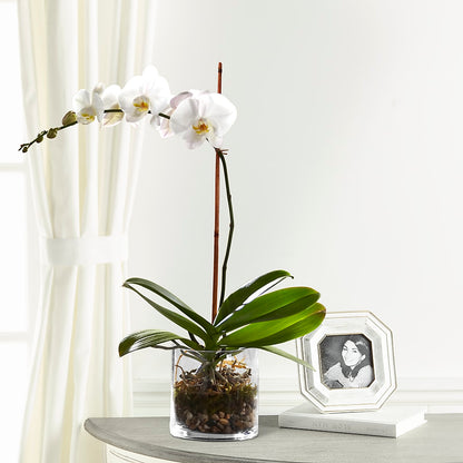 White Orchid Planter – DEE'S FLORAL & DESIGNS, Fairmont MN